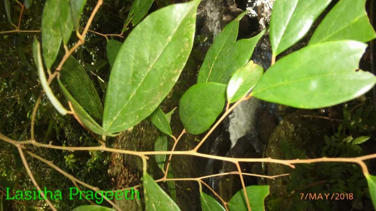 Cleistanthus ferrugineus (Thwaites) Müll.Arg.